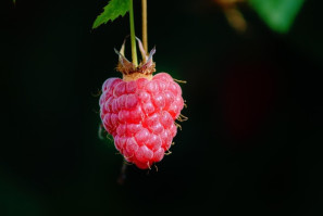 Raspberry Sorbet